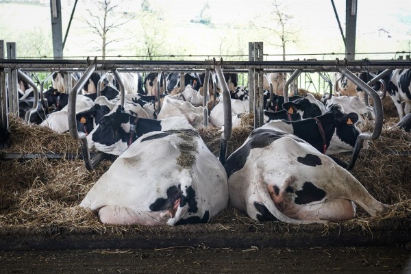 En España cerraron casi dos granjas de leche al día en 2022, según Unión de Uniones