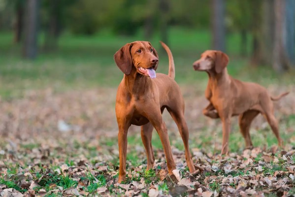 Bienestar animal: Una ley controvertida
