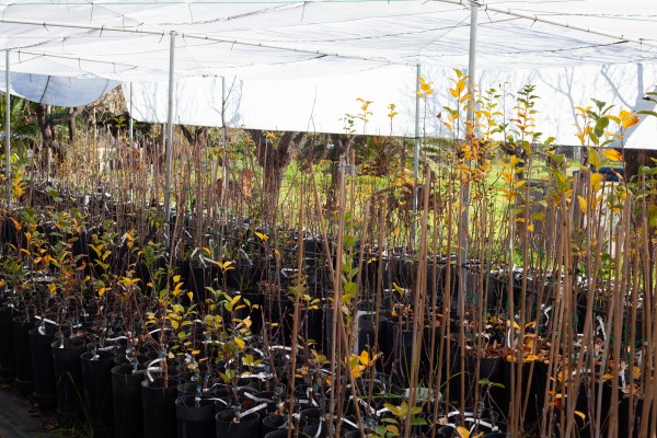 Castelló pone en valor los cultivos locales para impulsar una agricultura de futuro

