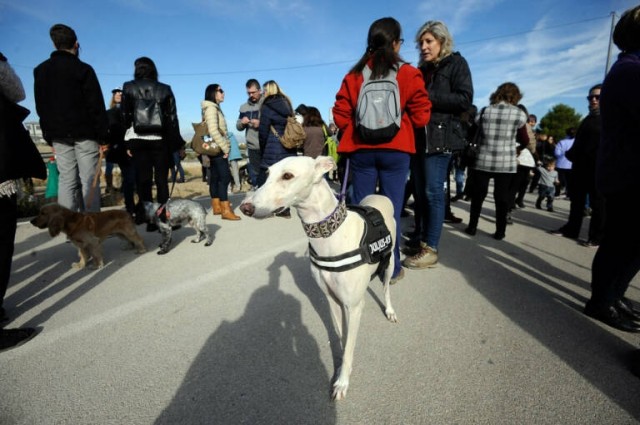 La ley de bienestar animal excluirá a los perros de caza, como quería el PSOE