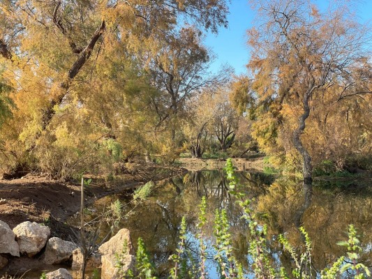 El Clot de Galvany de Elche acondiciona la charca artificial Taray para favorecer la biodiversidad 