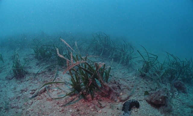Una investigación alerta de la desprotección de las praderas de posidonia ante los vertidos