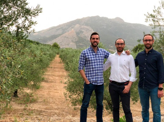 9 Oliveres; un proyecto ecosotenible de Cocentaina que pone en valor olivos autóctonos
