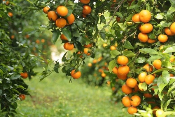 El problema no son las naranjas de Sudáfrica
