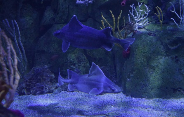 El acuario