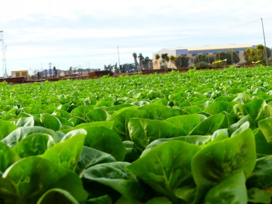 Fincas agrícolas o huertos solares