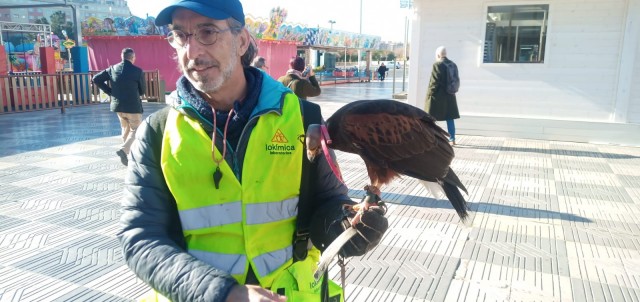 La cetrería, una estrategia sostenible de Lokímica para controlar la población de aves en las ciudades