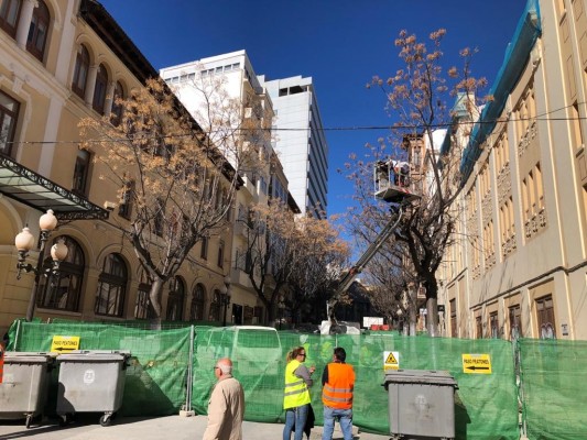 El bipartito de Alicante ratifica el traslado de los árboles de Constitución por recomendación técnica