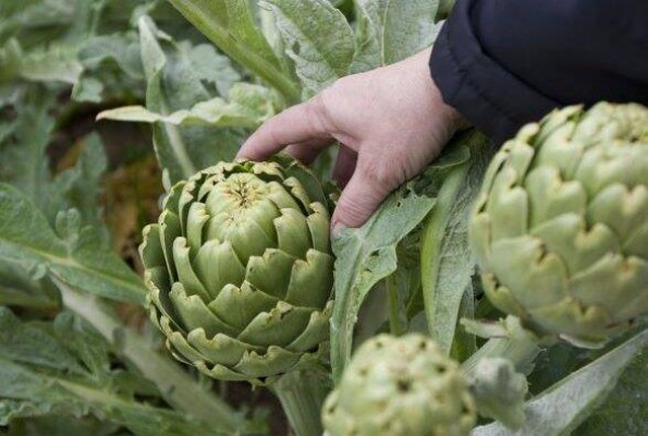Carrefour distribuye más de 900 toneladas de alcachofa murciana 