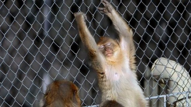 Más de 700 primates y felinos esperan su rehabilitación en Alicante