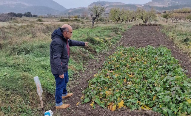 Investigadores de la UPV logran el reconocimiento del Nabo Fino de La Yesa