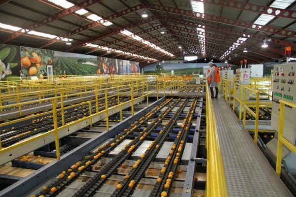 Citri&Co reduce un 4% su facturación en 2021 pese a comprar la mitad de Agrícola Famosa