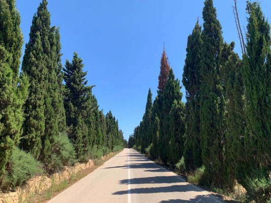 Colectivos de Elche piden actualizar y publicar el catálogo de árboles monumentales y singulares
