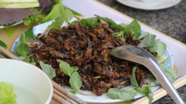 Los insectos, una fuente alternativa y sostenible de proteína para nuestro futuro y que no descartamos
