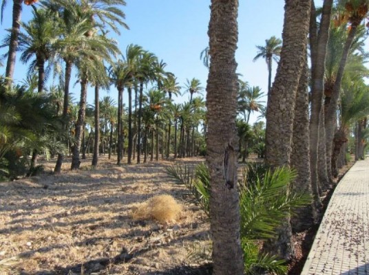 El proyecto de huerto urbano de Travalón de Elche se adscribe a la ley del palmeral... de 1986
