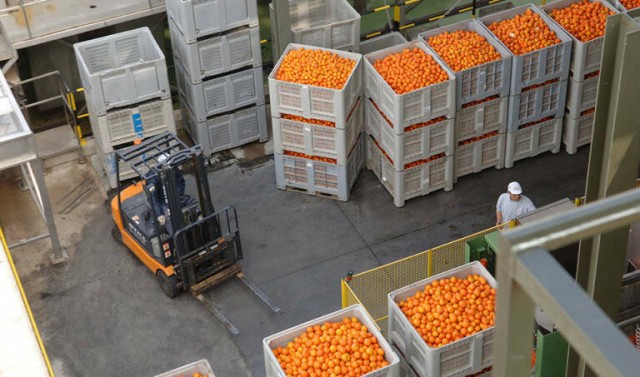 Oleada de fruta no autorizada a Europa: Turquía y Egipto alcanzan 1.189 alertas en solo tres años 