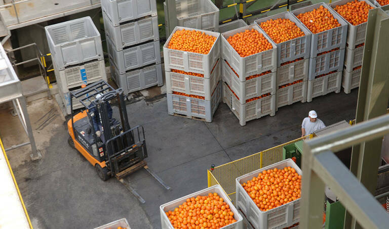 Oleada de fruta no autorizada a Europa: Turquía y Egipto alcanzan 1.189 alertas en solo tres años 
