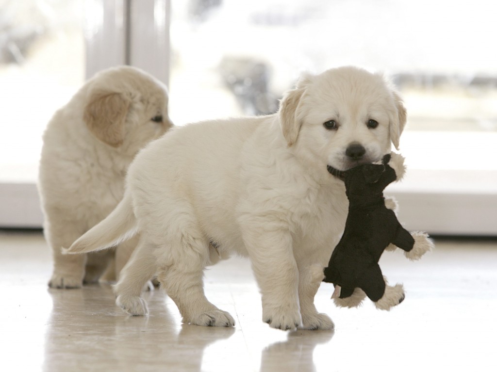 Los perros recuerdan las acciones de sus dueños, según un estudio