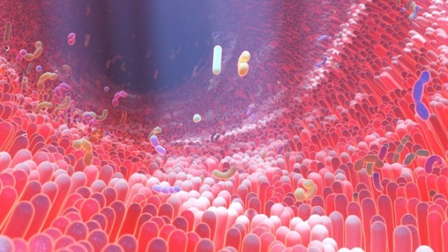 Las bacterias intestinales afectan a la salud cerebral, según un estudio en ratones

