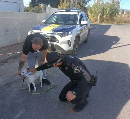 Nules refuerza los controles de perros por el incremento de excrementos en las calles