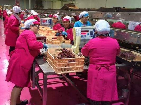 Antonio Nicolás cambia Frutas Esther por la totanera Moyca: nuevo director de operaciones