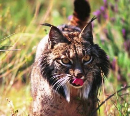 Ocho linces con dispositivos GPS serán reintroducidos en pedanías del norte de Lorca