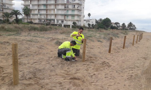 Dénia protege medio kilómetro de dunas con vallas que permiten el anidamiento de aves

