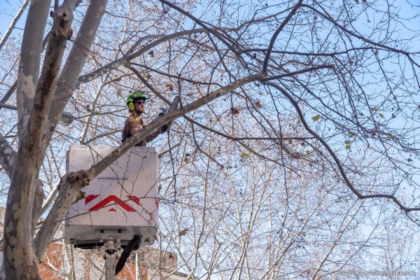 Jardines recortará a partir de este lunes las ramas de los árboles de la calle Wssell de Guimbarda