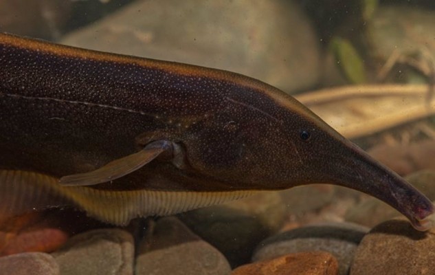 Hallan docenas de posibles nuevas especies de peces en Bolivia