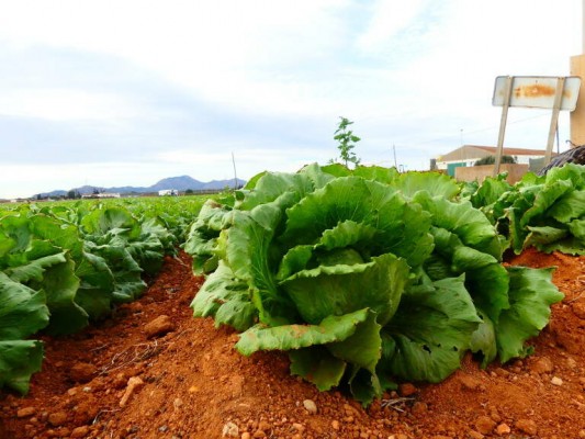 Natural Salads, la lorquina que facturaba 30 millones, no logra sobrevivir al concurso y queda disuelta