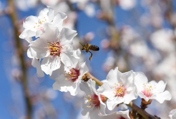 Descubren que una sustancia del veneno de las abejas silvestres podría tener aplicaciones en el cáncer de mama
