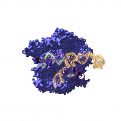 Resucitan ancestros de la herramienta de edición genética Crispr de hace 2.600 millones de años