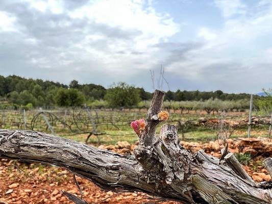 Azuébar se suma al concepto 'vigneron' y emerge como creadora de vinos ecológicos 