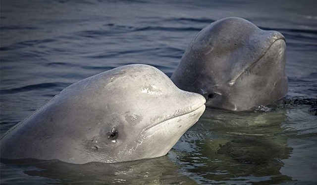 Nace una beluga de 72 kilos en el Oceanogàfic tras 500 días de gestación