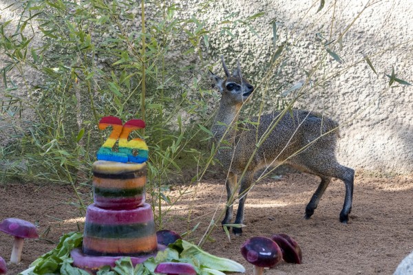 Muere en Bioparc Valencia el único saltarrocas de Europa