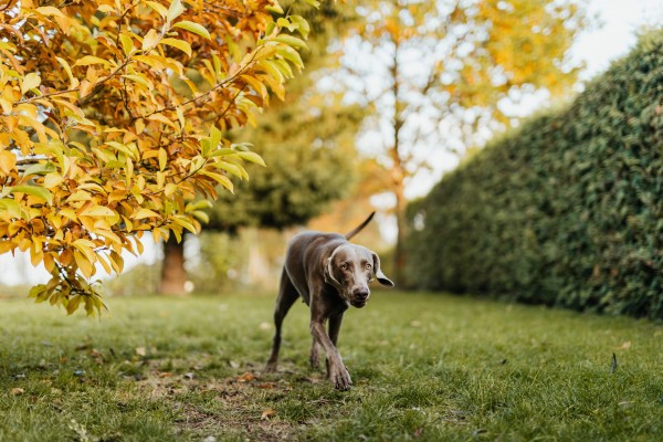 Los alumnos de la Consolación denuncian el deterioro urbano que generan los orines de perros 
