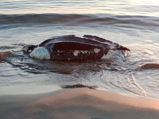 Un ejemplar de tortuga Laud, la más grande del mundo, aparece varada en Castelló