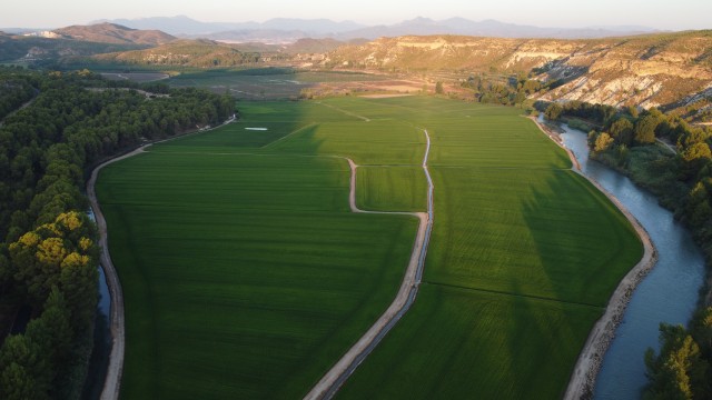 El arroz DOP de Calasparra mejora su rendimiento en 2022