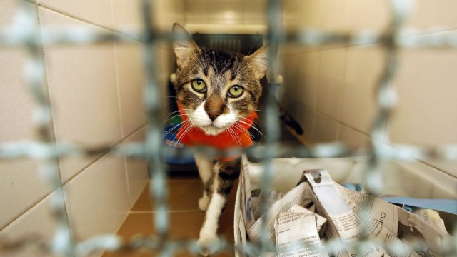 Vila-real llança la campanya 'No soc un joguet' per a conscienciar sobre el regal de mascotes en Nadal