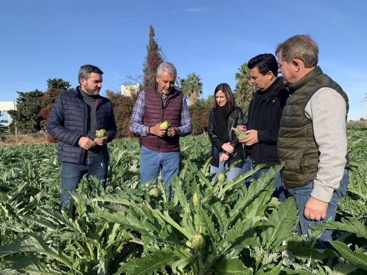 La Región se corona como la 'reina' de la alcachofa: es la mayor productora y exportadora del país