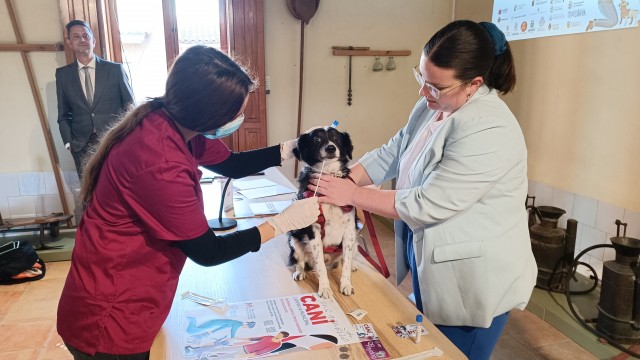 Unas 10.000 personas ya han solicitado el bono de l'Horta Sud para crear un censo canino de ADN