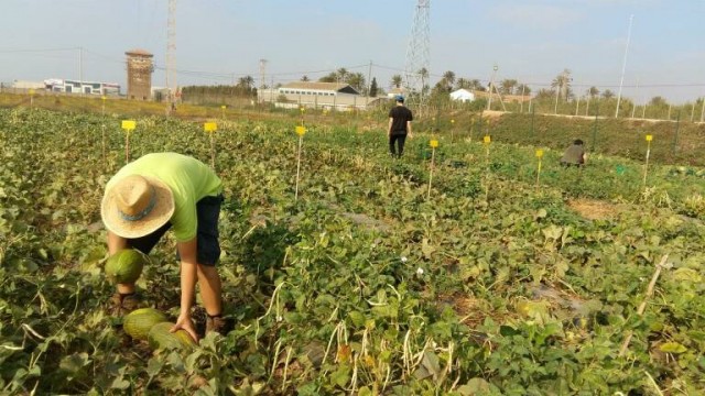 ¿DEP por la agricultura tradicional?: Coag augura que en una década ya no existirá