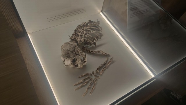 El esqueleto neandertal más antiguo de la Península llega al Museu de Prehistòria