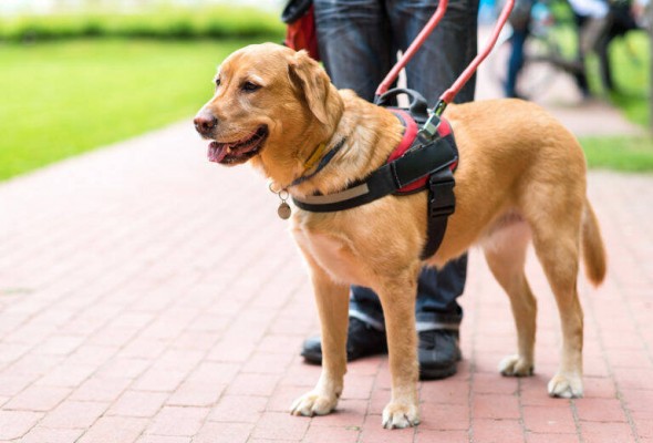 Nace en la Región el Consejo Asesor de Protección y Bienestar de
Animales de Compañía