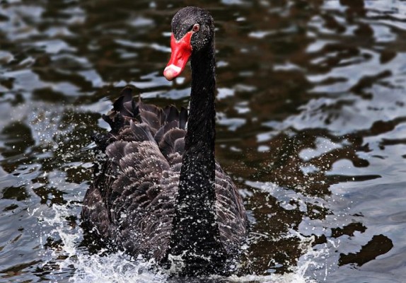 2022, un paseo de 'cisnes negros'