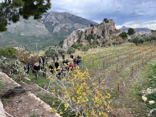 La viticultura vuelve al Valle del Guadalest tras un siglo con un proyecto de recuperación agrícola