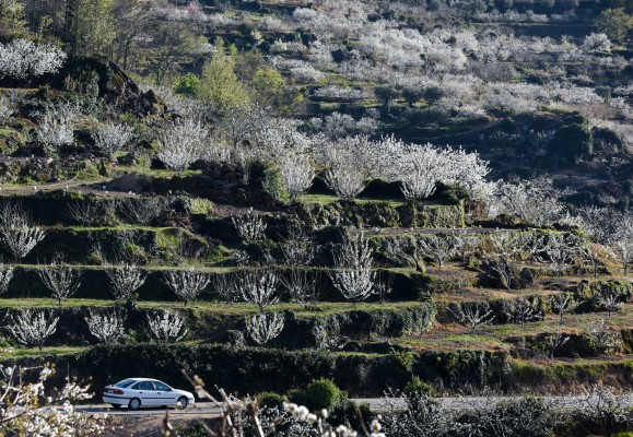 Les caliendes i les reverses