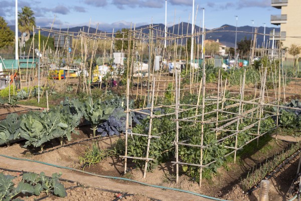 Castelló fomenta una alimentación saludable a través de los huertos urbanos