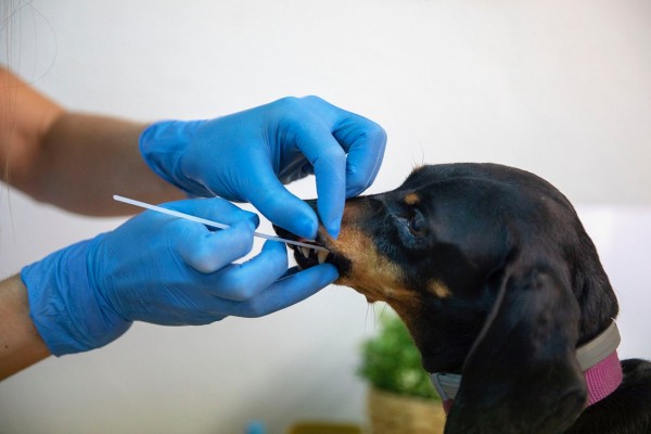 La provincia de Valencia tiene registrado el ADN de 24.544 perros en 36 municipios

