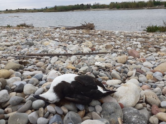 Aparecen cinco alcas comunes muertos en la playa de les Goles del río Mijares